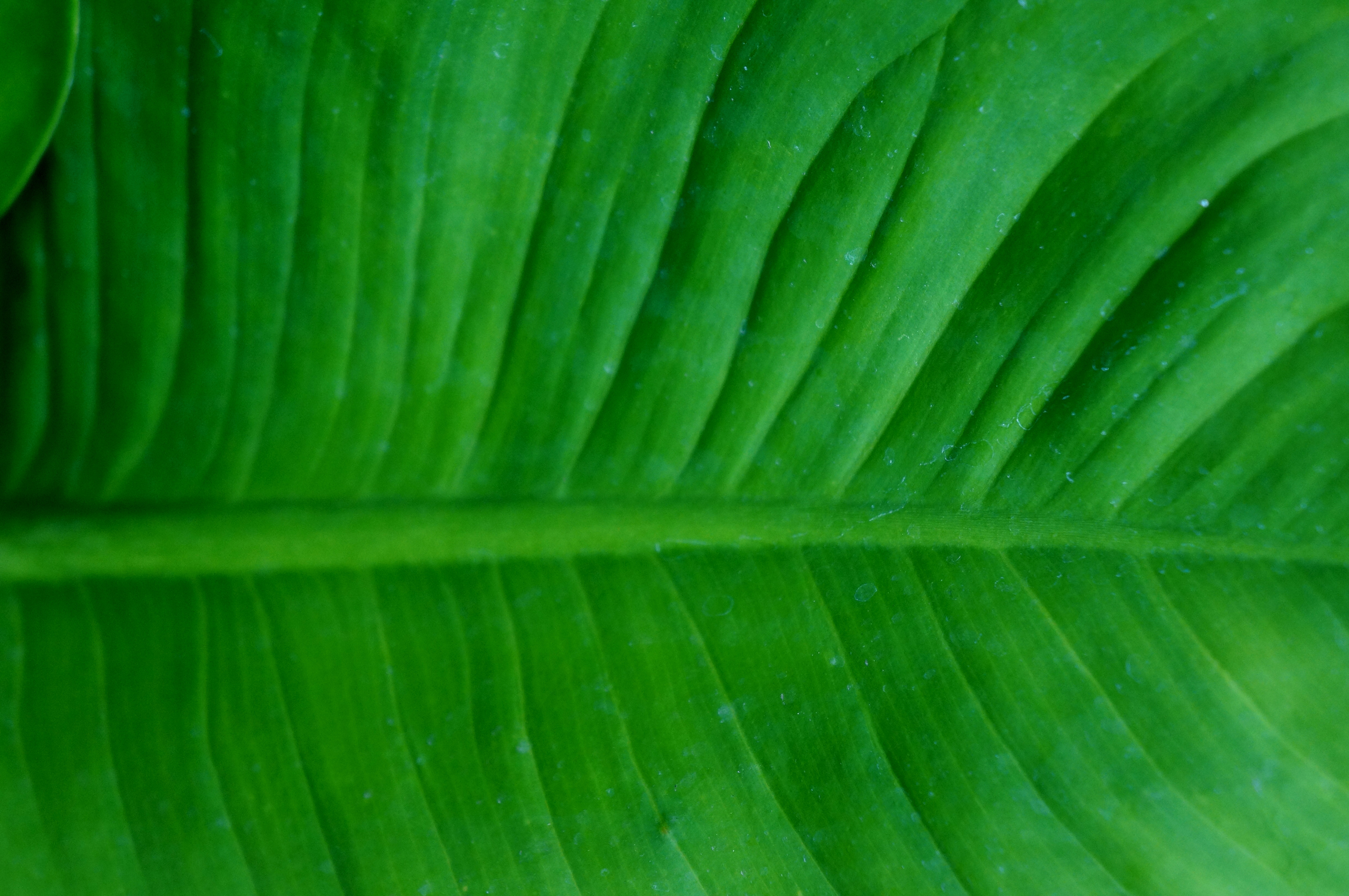 green leaf texture